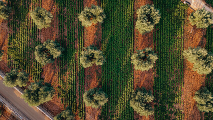 Aeral view of olive trees fields in Puglia