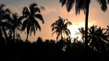 beautiful sunset and silhouette of coconut trees