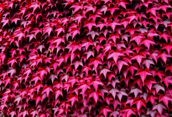 Obraz premium Crimson Ivy Walls or trees cloaked in deep red ivy leaves
