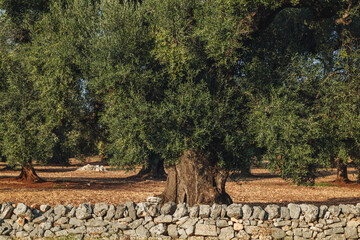 Ancient Olive Tree in Expansive Countryside Landscape in Puglia