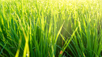 Water drop on the top of green rice field on the morning light. green background concept.