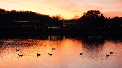 Naklejka premium The wild ducks swimming in the river with the sunset reflection on the water surface