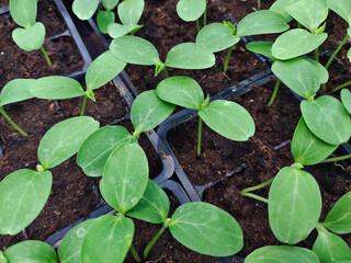 Small green seedlings sprouted in cups before planting in ground. Sprouts.	