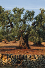Ancient Olive Tree in Expansive Countryside Landscape in Puglia