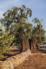 Ancient Olive Tree in Expansive Countryside Landscape in Puglia