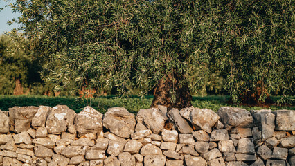 Ancient Olive Tree in Expansive Countryside Landscape in Puglia
