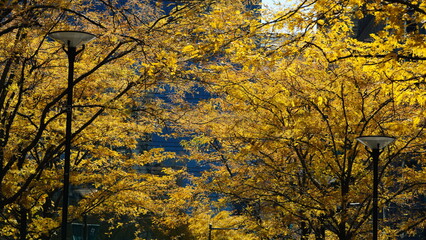 The beautiful Philadelphia city view in autumn