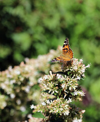 Closeup of a Painted Lady butterfly perched on Abelia blooms, Suffolk England
