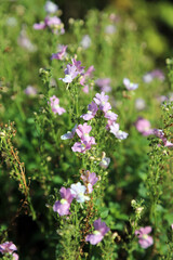 Obraz premium Closeup of purple Toadflax blooms, Suffolk England 