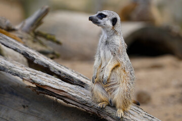 A cute meerkat on the lookout	