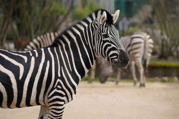 A zebra seen from the side © 13threephotography