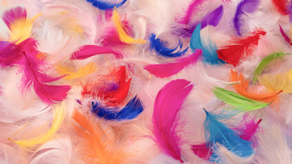 Colorful feather background, top view.