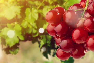 Vineyards with fresh ripe grape at sunset background