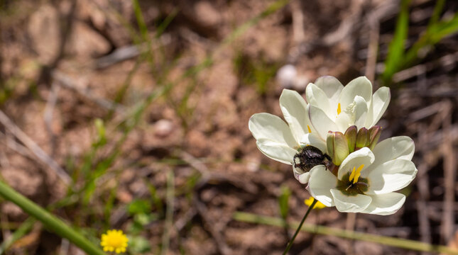 White flowering Ixia sp. with pollinator seen in natural habitat near Piketberg in the Western Cape of South Africa, view from side