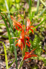 Flowers of Gladiolus watsonius in natural habitat near Porterville, Western Cape of South Africa