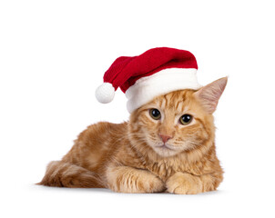 Young Aphrodite's Giant Longhair aka Cyrpus or Cypriot cat, laying down facing front wearing festive christmas hat. Looking straight to camera. Isolated on a white background.