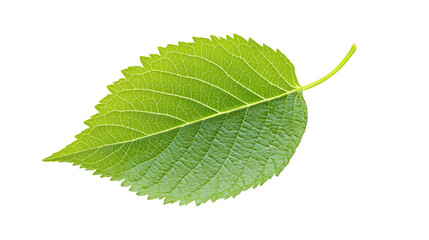Obraz premium Detailed Close-up of a Green Leaf Suitable for Nature-Themed Designs isolated on transparent background 