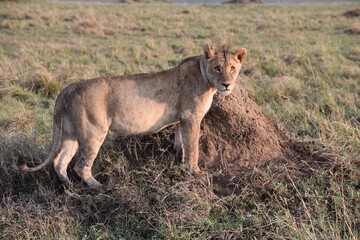 A Lioness stood by a termite mound in Africa,