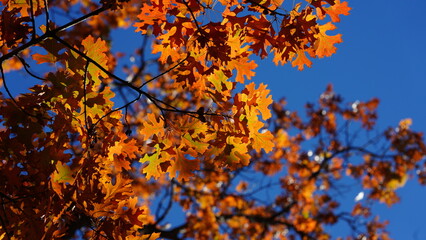 The beautiful Philadelphia city view in autumn