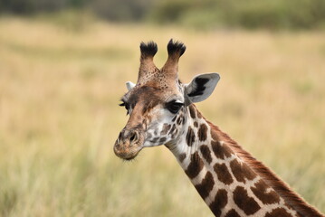 The head and neck of a Giraffe.