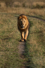 A royal walk of a Lion during morning hours in Savanah, Masai Mara, Kenya