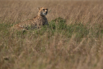 Cheetah resting on a mound at Masai Mara, Kenya