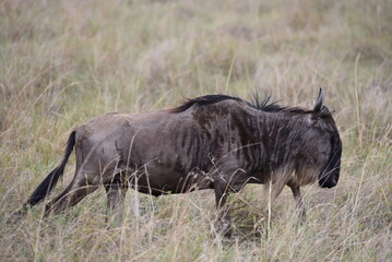 A single Wildebeest walking in the Masai Mara.