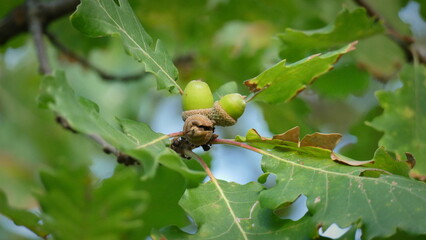acorns on the oak