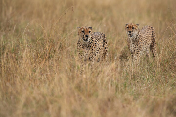 Cheetah walking in the savannah at Masai Mara