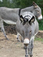 donkey in the farm