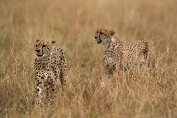 Cheetah walking in the mid of tall grasses at Masai Mara