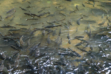 Neolissochilus fish lives in waterfall at Pa La-U Waterfall at Kaeng Krachan National Park, Thailand.