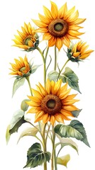 Bright Watercolor Sunflowers in Bloom