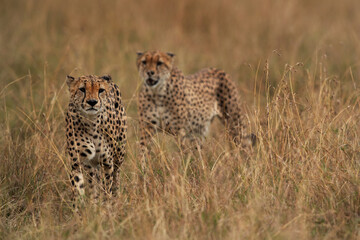 Closeup of a pair of Cheetah walking in the mid of grasses at Masai Mara