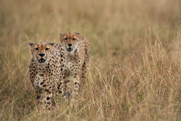 A pair of Cheetah walking in the mid of grasses at Masai Mara, Kenya