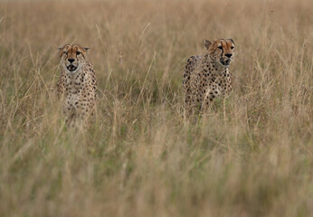 A pair of Cheetah walking in the mid of tall grasses, Masai Mara