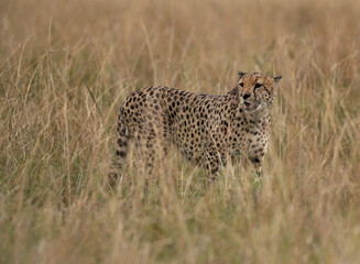Cheetah in the mid of tall grasses, Masai Mara