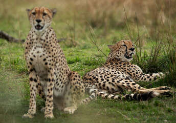 Selective focus on cheetah resting at the back, Masai Mara, Kenya