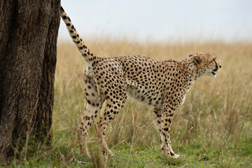 Cheetah scent marking on a tree at Masai Mara, Kenya