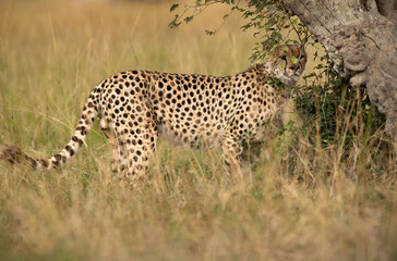 Cheetah near a tree for scent marking at Masai Mara, Kenya
