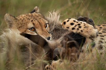 Cheetah chocking a wildebeest at Masai Mara, Kenya
