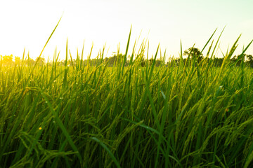 Obraz premium panorama blue sky background with small clouds. White clouds move in the sky in the sunshine. Amazing.