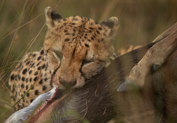 Closeup of a Cheetah eating wildebeest kill, Masai Mara
