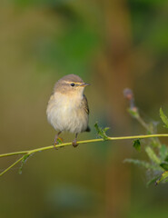 Common chiffchaff -  in autumn at a wet forest 