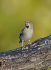 The hawfinch - female in autumn at a wet forest