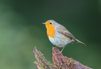 Fototapeta premium The European robin - at the wet forest in autumn