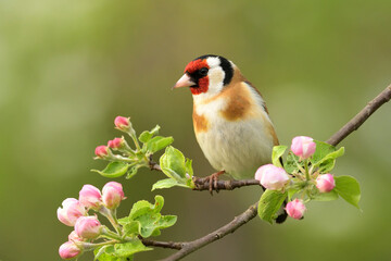 European goldfinch Carduelis carduelis bird songbird wildlife nature predator cock o the north, beautiful animal mountain finch, animal, bird watching ornithology, flower bud fauna wildlife Europe