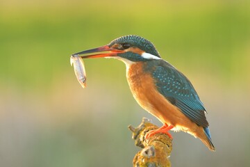 Common kingfisher Alcedo atthis bird songbird wildlife nature predator cock o the north, beautiful animal mountain finch, animal, bird watching ornithology, flower bud fauna wildlife Europe