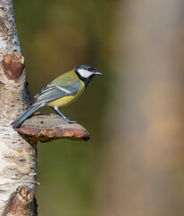 Great tit in autumn at a wet forest