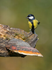 Obraz premium Great tit in autumn at a wet forest